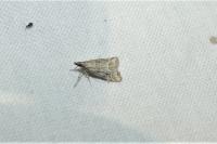 Eudonia pallida