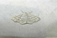 Idaea subsericeata