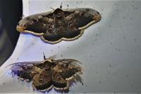 Saturnia pyri