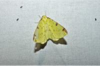 Opisthograptis luteolata