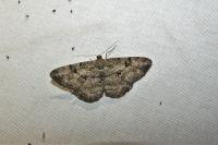 Peribatodes rhomboidaria