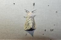 Spilosoma lubricipeda