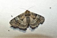 Tethea ocularis
