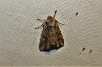 Lacanobia suasa