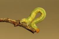 Earophila badiata