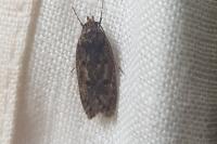 Hofmannophila pseudospretella