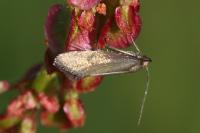 Glyphipterix fuscoviridella
