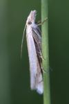 Crambus pascuella