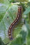 Malacosoma neustria