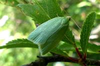 Tortrix viridana