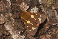 Arctia testudinaria
