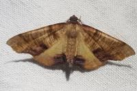 Plagodis dolabraria