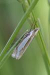 Crambus pascuella