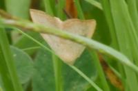 Rivula sericealis