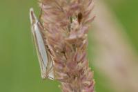 Crambus pascuella