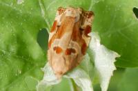 Archips xylosteana