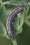 Depressaria daucella