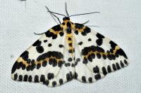 Abraxas grossulariata