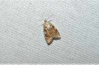 Aleimma loeflingiana