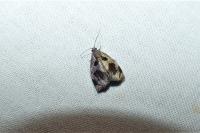 Archips crataegana