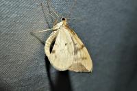 Gandaritis pyraliata