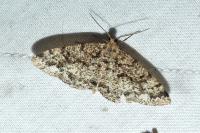 Parectropis similaria
