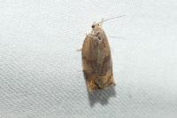Choristoneura hebenstreitella