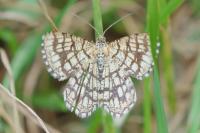 Chiasmia clathrata