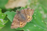 Euclidia glyphica