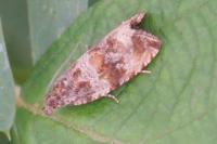 Celypha cespitana