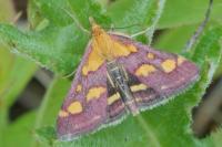 Pyrausta purpuralis
