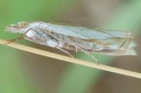 Crambus pascuella