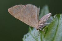 Euchoeca nebulata