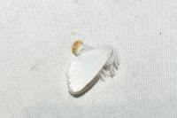 Sphrageidus similis