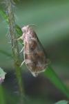 Archips xylosteana