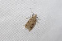 Borkhausenia nefrax