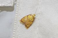 Acleris bergmanniana