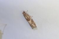 Rhopobota naevana