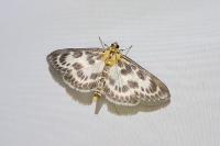 Anania hortulata