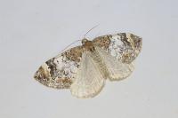 Dysstroma truncata