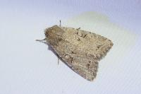 Fissipunctia ypsillon