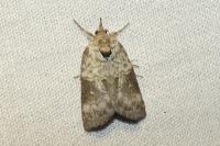 Nycteola siculana