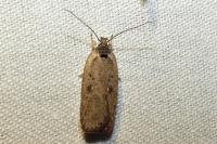 Agonopterix scopariella