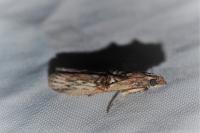 Nephopterix angustella
