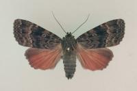 Amphipyra berbera