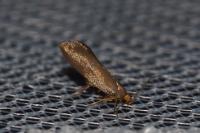 Crassa unitella