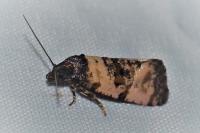 Cochylis atricapitana