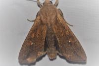 Mythimna unipuncta