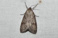 Pachycnemia hippocastanaria