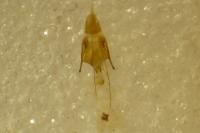 Psoricoptera gibbosella